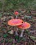 Photo of fly agarics in the forest. Red mushrooms with white polka dots on a background of grass and leaves. Poisonous mushrooms,