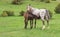 Photo of foal feeding with milk on pasture