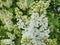 Photo focus is on blooming branch of white lilac bush, lifestyle. Landscaping in the city concept