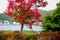 Photo focus of red maple tree in front the lake