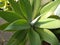 photo focusing on Agave attenuata plant in the yard