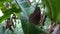 photo focusing on butterflies on a banana leaf background background
