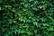 Photo of a forgotten wall overgrown with leaves and ivy