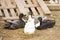 Photo of four ducks on a background of wooden boards..