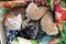 Photo of four kittens in a box. Three redheads, one tricolor kitten, top view