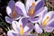 Photo of four small hybrid crocus flowers