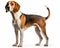 photo of foxhound isolated on white background. Generative AI