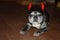 Photo of French bulldog, funny dog