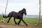 Photo of friesian horse running on pasture. Home pet.