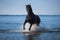Photo of friesian mare cantering in the sea shore