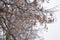 Photo of a frozen linden tree in winter