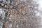 Photo of a frozen linden tree in winter