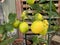 Photo of Fruit of Lemon Tree in Pot