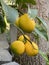 Photo of Fruit of Lemon Tree in Pot