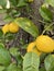 Photo of Fruit of Lemon Tree in Pot