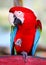 Photo of a funny big close-up red parrot