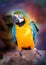 Photo funny of a bright macro parrot