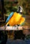 Photo funny of a bright macro parrot