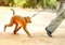 Photo of a funny monkey on a leash