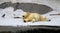 Photo of funny sleeping bear