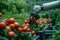 Photo Future farming Robot arm harvests vegetables in a technologically advanced greenhouse