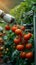 Photo Future farming Robot arm harvests vegetables in a technologically advanced greenhouse