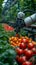 Photo Future farming Robot arm harvests vegetables in a technologically advanced greenhouse