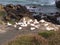 Photo of gannets nesting in Muriwai Gannet Colony