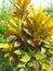 Photo of Garden croton (Puring) Plant