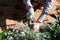 Photo of gardener removing weed from soil