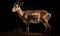 photo of gazelle on black background. Generative AI