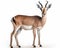 photo of gazelle isolated on white background. Generative AI