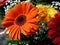 Photo gerbera blossom flower plant bouquet composition