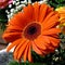 Photo gerbera blossom flower plant bouquet composition