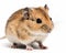 photo of gerbil rodent isolated on white background. Generative AI