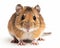 photo of gerbil rodent isolated on white background. Generative AI