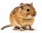 photo of gerbil rodent isolated on white background. Generative AI