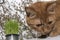 Photo of a ginger color cat near green grass