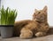 Photo of a ginger color cat near green grass