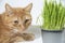 Photo of a ginger color cat near green grass