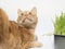 Photo of a ginger color cat near green grass