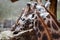 Photo of giraffe heads in the enclosure