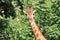 Photo of a giraffe`s head in the face with a cute expression of the muzzle close-up on a long neck against the background of gree