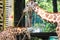 This is a photo of the giraffes in the Ragunan zoo