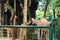 This is a photo of the giraffes in the Ragunan zoo