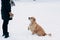 Photo of girl and labrador in winter park for walk