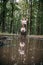 photo of a girl in the reflection of a puddle, in the forest