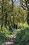 Photo of a girl walking along the trail path through boxwood forest