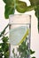 Photo of glass of water and lemon in it with some green plants, silhouette photo