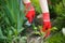 Photo of gloved woman hand holding weed and tool removing it from soil.